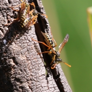 Polistes (Polistes) chinensis at Jerrabomberra Wetlands - 28 Mar 2024 01:07 PM