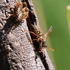 Polistes (Polistes) chinensis (Asian paper wasp) at Fyshwick, ACT - 28 Mar 2024 by RodDeb