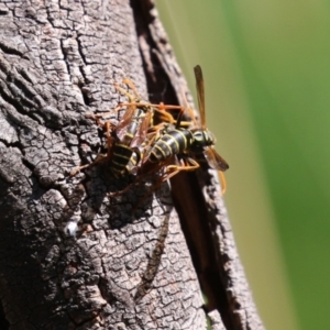 Polistes (Polistes) chinensis at Jerrabomberra Wetlands - 28 Mar 2024