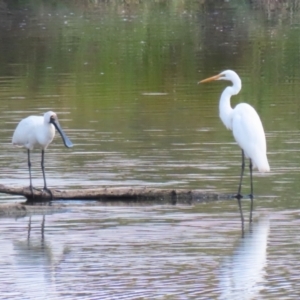 Platalea regia at Jerrabomberra Wetlands - 28 Mar 2024 12:15 PM