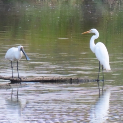 Platalea regia (Royal Spoonbill) at Jerrabomberra Wetlands - 28 Mar 2024 by RodDeb