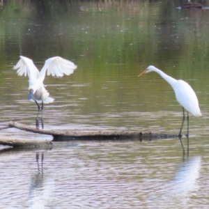 Platalea regia at Jerrabomberra Wetlands - 28 Mar 2024 12:15 PM