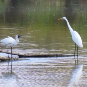 Platalea regia at Jerrabomberra Wetlands - 28 Mar 2024