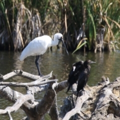 Platalea regia at Jerrabomberra Wetlands - 28 Mar 2024