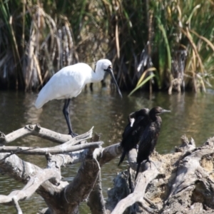 Platalea regia at Jerrabomberra Wetlands - 28 Mar 2024 12:15 PM