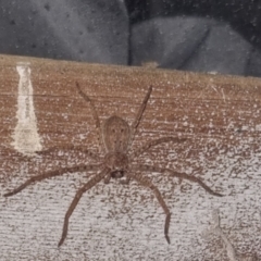 Unidentified Spider (Araneae) at Bungendore, NSW - 28 Mar 2024 by clarehoneydove