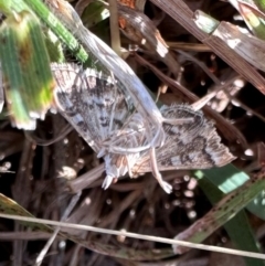 Nacoleia rhoeoalis (Spilomelinae) at Lake Burley Griffin West - 3 Mar 2024 by Pirom