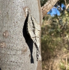 Hyalarcta nigrescens (Ribbed Case Moth) at Yarralumla, ACT - 3 Mar 2024 by Pirom
