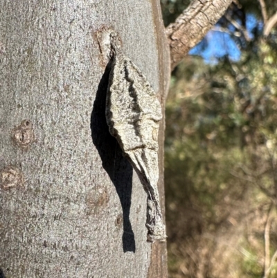 Hyalarcta nigrescens (Ribbed Case Moth) at Lake Burley Griffin West - 3 Mar 2024 by Pirom