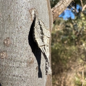 Hyalarcta nigrescens (Ribbed Case Moth) at Blue Gum Point to Attunga Bay by Pirom