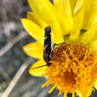 Eretmocera (genus) (Scythrididae family) at Ainslie, ACT - 22 Mar 2024 by Pirom