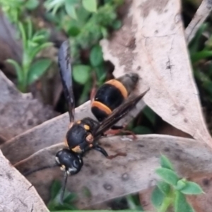 Lasioglossum (Australictus) peraustrale at QPRC LGA - 28 Mar 2024