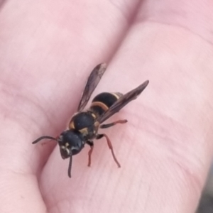 Lasioglossum (Australictus) peraustrale at QPRC LGA - 28 Mar 2024