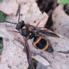 Lasioglossum (Australictus) peraustrale at QPRC LGA - 28 Mar 2024