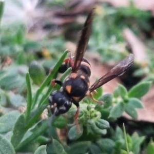 Lasioglossum (Australictus) peraustrale at QPRC LGA - 28 Mar 2024