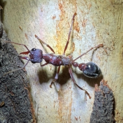 Unidentified Ant (Hymenoptera, Formicidae) at Tennent, ACT - 25 Mar 2024 by Pirom