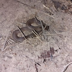 Pseudonaja textilis at Albury - 28 Mar 2024 08:57 PM