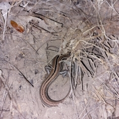 Ctenotus robustus (Robust Striped-skink) at Wirlinga, NSW - 28 Mar 2024 by RobCook