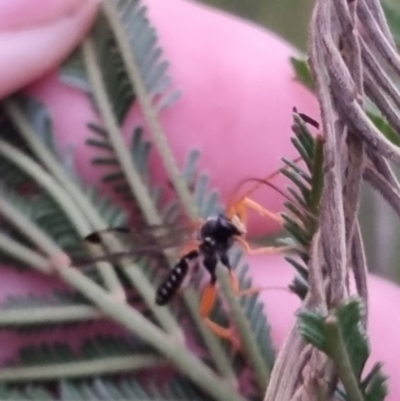 Echthromorpha intricatoria (Cream-spotted Ichneumon) at Bungendore, NSW - 28 Mar 2024 by clarehoneydove