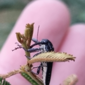 Rhinotia sp. (genus) at QPRC LGA - suppressed