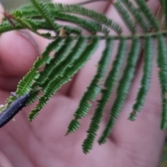 Rhinotia sp. (genus) at QPRC LGA - suppressed