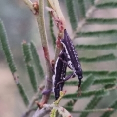 Rhinotia sp. (genus) at QPRC LGA - 28 Mar 2024