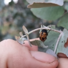 Cadmus (Cadmus) litigiosus (Leaf beetle) at Bungendore, NSW - 28 Mar 2024 by clarehoneydove