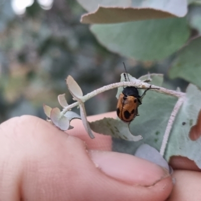 Cadmus (Cadmus) litigiosus (Leaf beetle) at Bungendore, NSW - 28 Mar 2024 by clarehoneydove