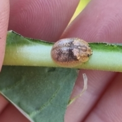 Paropsisterna laesa (Laesa leaf beetle) at QPRC LGA - 26 Mar 2024 by clarehoneydove