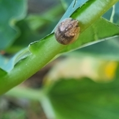 Paropsisterna laesa species complex at QPRC LGA - 26 Mar 2024