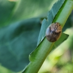 Paropsisterna laesa species complex at QPRC LGA - 26 Mar 2024