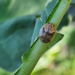 Paropsisterna laesa species complex at QPRC LGA - 26 Mar 2024