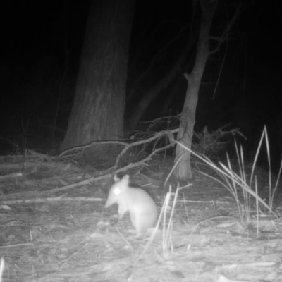 Perameles nasuta (Long-nosed Bandicoot) at Broulee Moruya Nature Observation Area - 24 Mar 2024 by LisaH