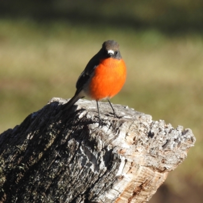 Petroica phoenicea (Flame Robin) at Alpine National Park - 23 Mar 2024 by HelenCross