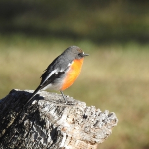 Petroica phoenicea at Alpine National Park - 24 Mar 2024 09:12 AM