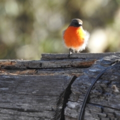 Petroica phoenicea at Alpine National Park - 24 Mar 2024