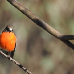 Petroica phoenicea at Alpine National Park - 24 Mar 2024