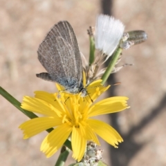 Zizina otis (Common Grass-Blue) at Lawson North Grasslands - 27 Mar 2024 by kasiaaus