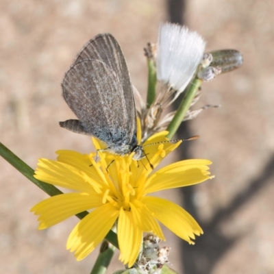 Zizina otis (Common Grass-Blue) at Dawn Crescent Grassland (DCG) - 27 Mar 2024 by kasiaaus