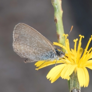 Zizina otis at Dawn Crescent Grassland (DCG) - 27 Mar 2024 02:33 PM