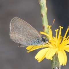 Zizina otis at Dawn Crescent Grassland (DCG) - 27 Mar 2024