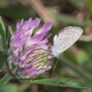 Zizina otis at Dawn Crescent Grassland (DCG) - 27 Mar 2024