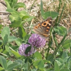 Junonia villida (Meadow Argus) at Dawn Crescent Grassland (DCG) - 27 Mar 2024 by kasiaaus