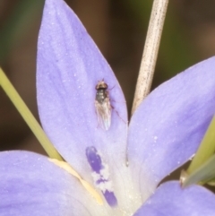 Diptera (order) (Fly - Unidentified) at Dawn Crescent Grassland (DCG) - 27 Mar 2024 by kasiaaus