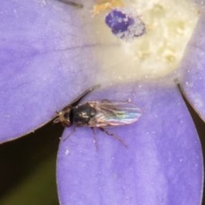 Diptera (order) at Dawn Crescent Grassland (DCG) - 27 Mar 2024