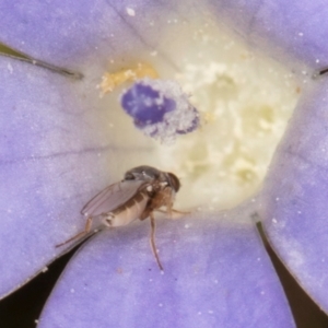 Diptera (order) at Dawn Crescent Grassland (DCG) - 27 Mar 2024