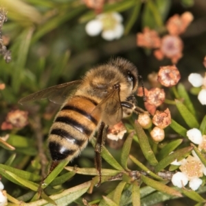 Apis mellifera (European honey bee) at Croke Place Grassland (CPG) by kasiaaus