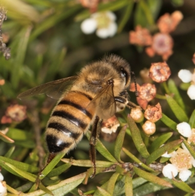 Apis mellifera (European honey bee) at Croke Place Grassland (CPG) - 27 Mar 2024 by kasiaaus