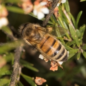 Apis mellifera at Croke Place Grassland (CPG) - 27 Mar 2024