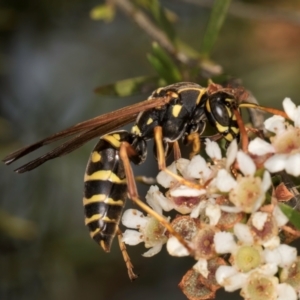 Polistes (Polistes) chinensis at Croke Place Grassland (CPG) - 27 Mar 2024 03:31 PM